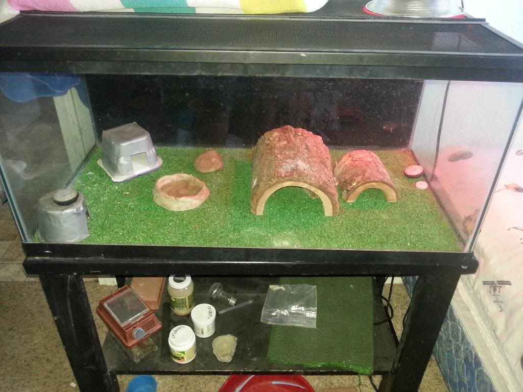 Off Topic - Leopard Gecko for Sale