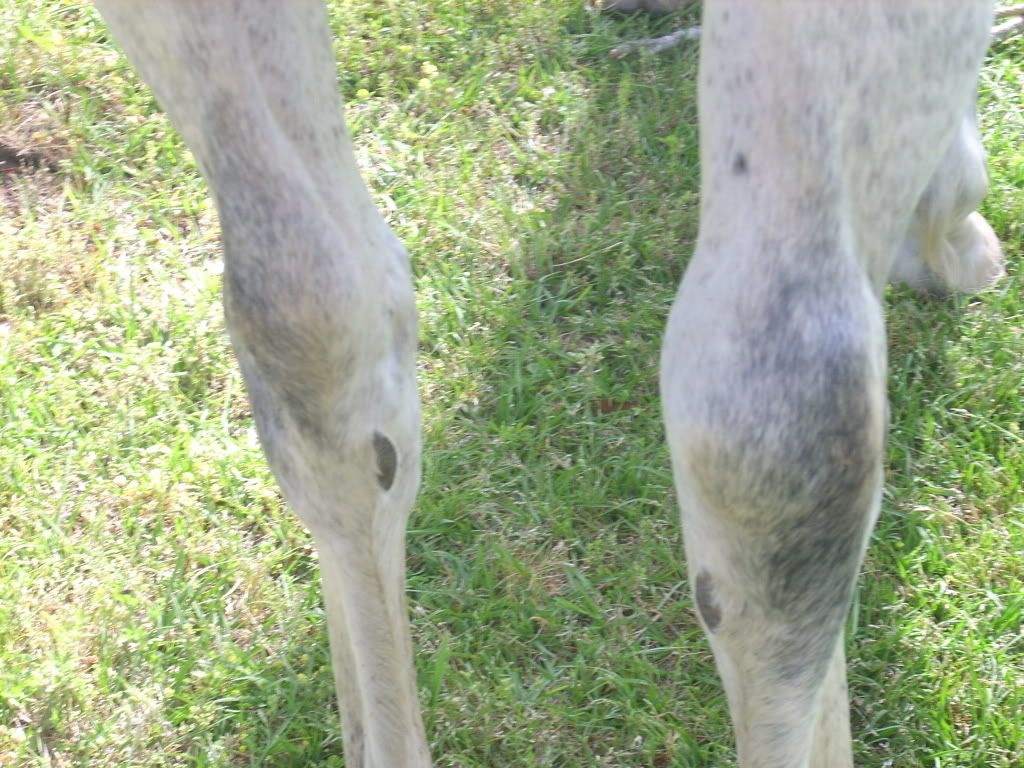 Hock Swelling Horse Health HorseCity Forums