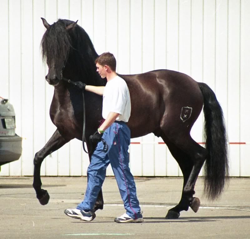 Andalusian_horse_moscow.jpg