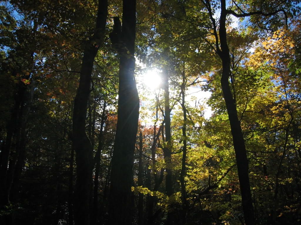 Trees at Shenandoah National Park