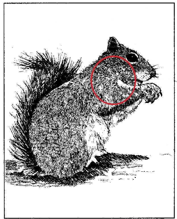 100 yard squirrel shots Rimfire Central Firearm Forum