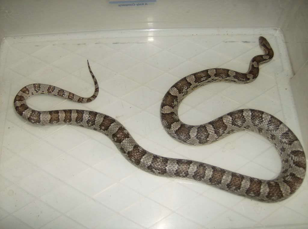 Male corn snakes for sale | Reptile Forums