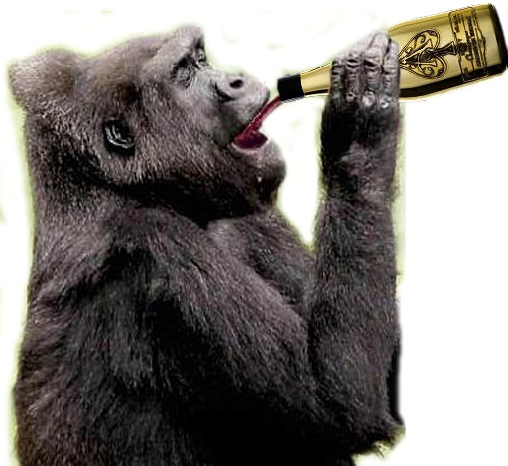 Gorilla drinking Pictures, Images and Photos