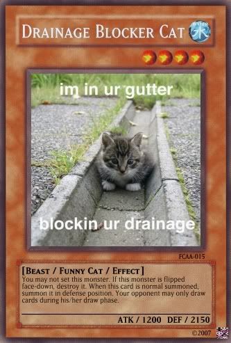DrainageBlockerCat.jpg
