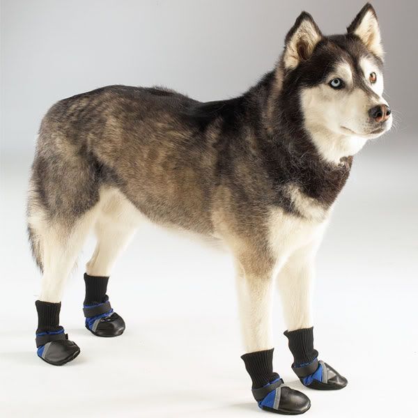 Husky Wearing Dog Boots Photo by greyhoundscout Photobucket