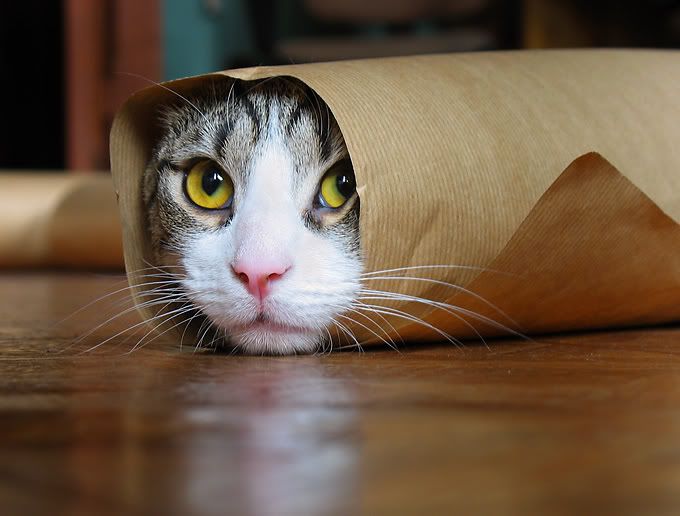 Коты - чудесные создания! Загружено 1 год и 3 месяца назад с