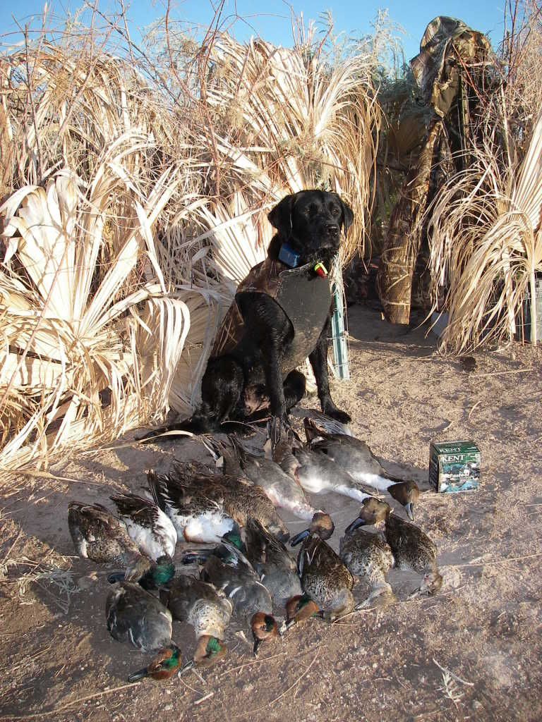 new to Twin Falls | Duck Hunting Forum