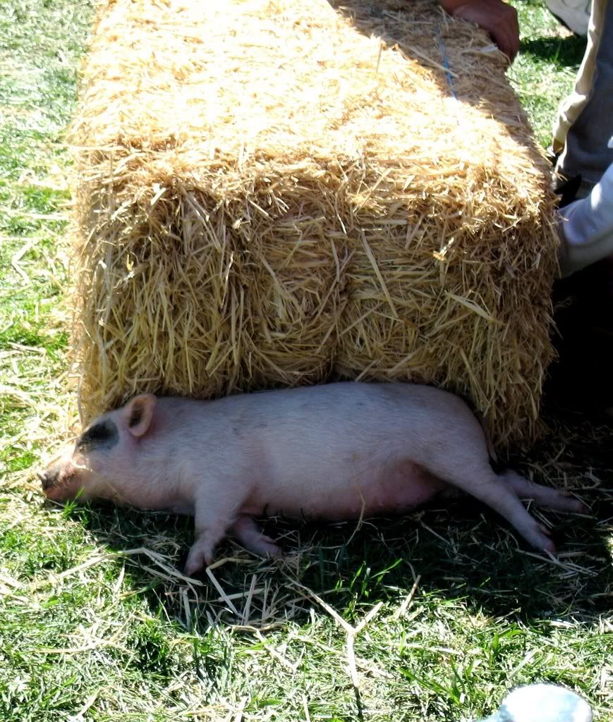 pig.jpg a sleeping pig image by Neonblakc