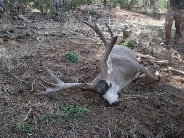 Dead Mule Deer Buck
