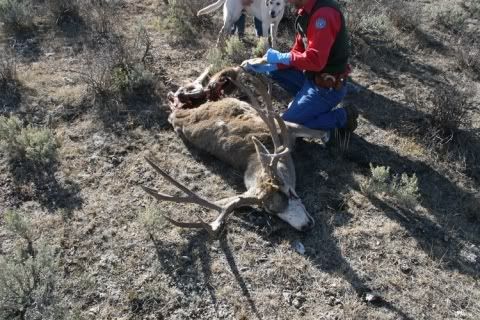 Buck killed by wolves