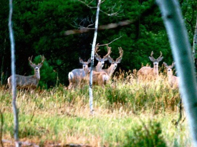 Herd of Bucks filmed