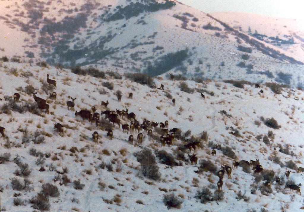Mule Deer Rapid Consistend Reproduction