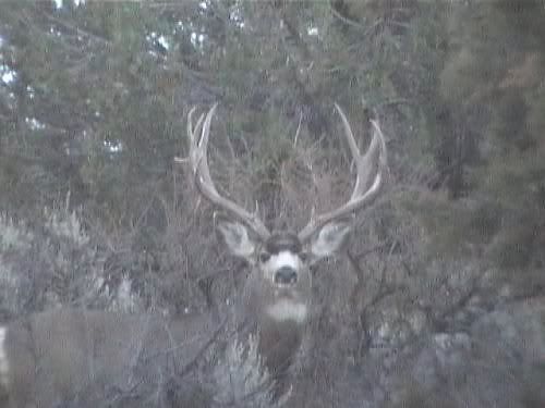 Large Utah Buck