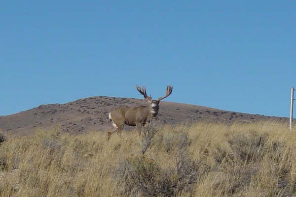 Large Mule Deer buck