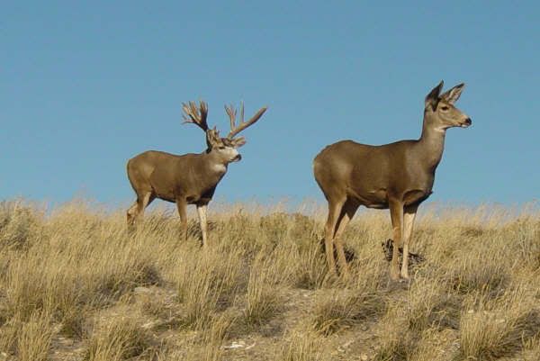 Huge buck from Wyoming or Idaho