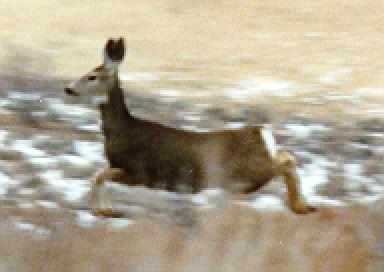 running fawn