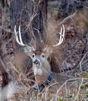Big Mule Deer Buck named Thor
