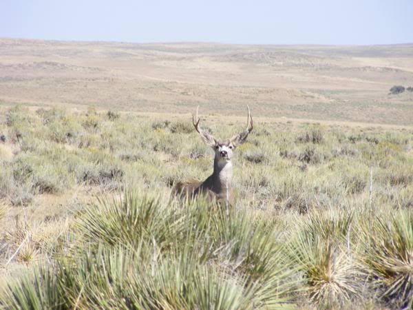 North Dakota Mule Deer