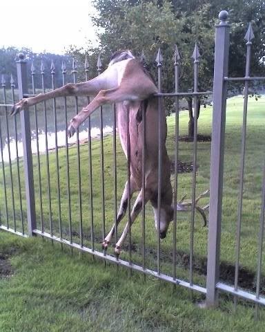 Deer caught jumping fence
