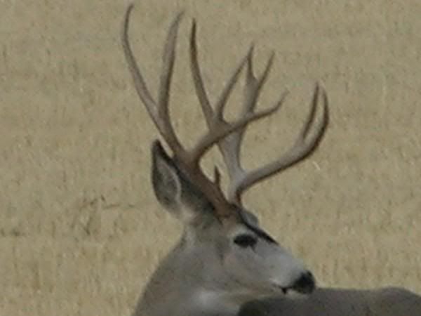 North Dakota Mule Deer Increase