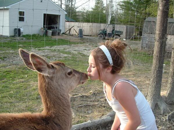 Kissing deer