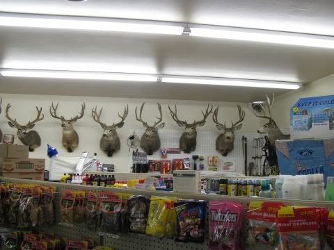 Big buck mounts in Quinns Store