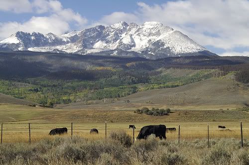 Utah Cattle Grazing
