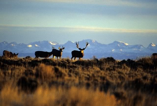 myspace mule deer layouts