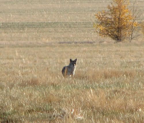 Coyotes killing Nevada Mule Deer