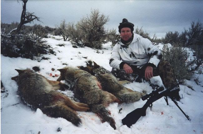 kill coyotes