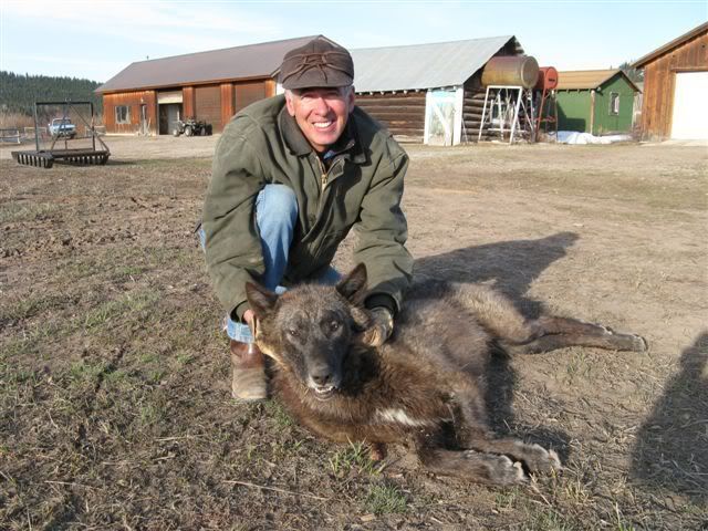 Wyoming wolf killed