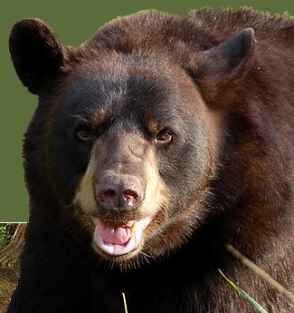 Utah bear attack