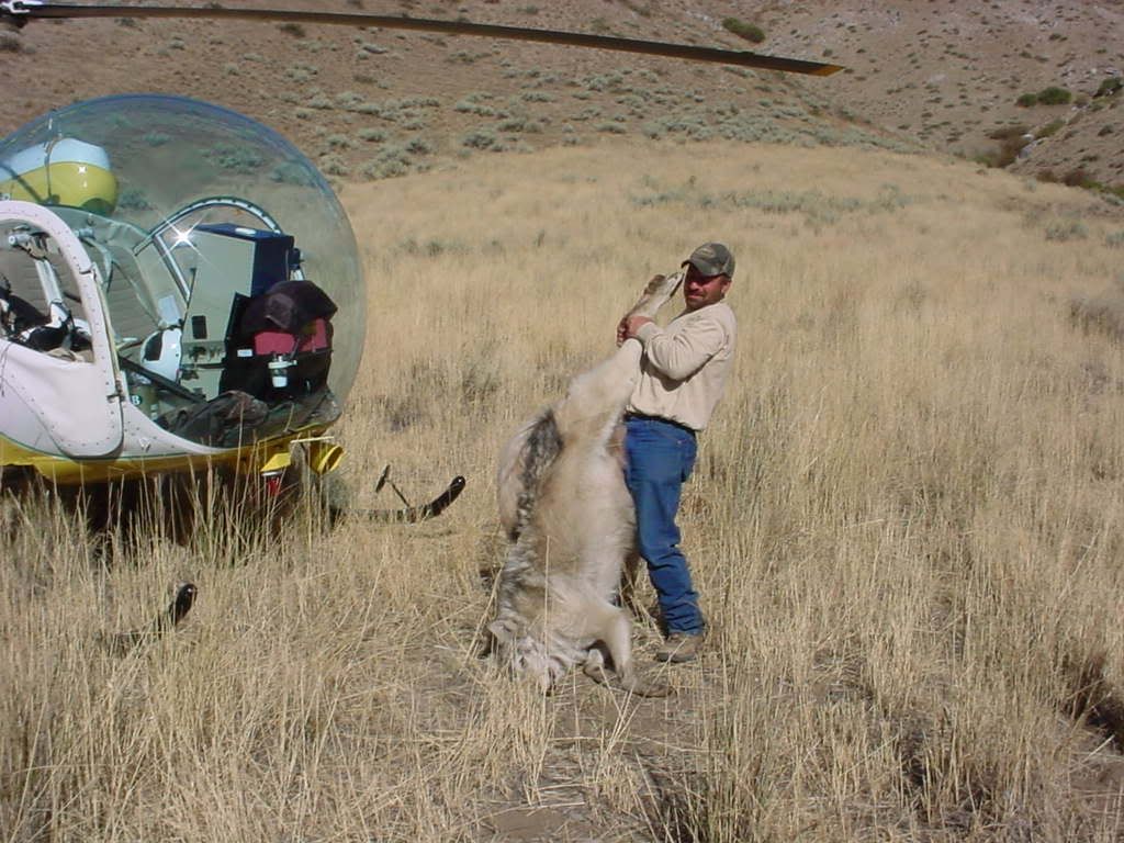 Hunter kills big wolf