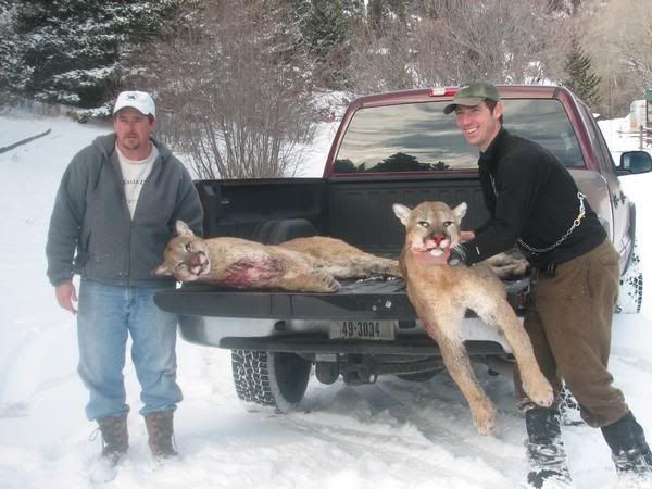 Cougar populations need to be reduced
