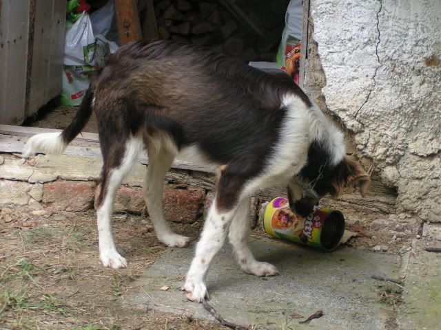 Slika