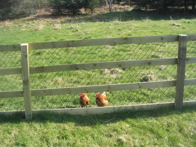 hens001.jpg