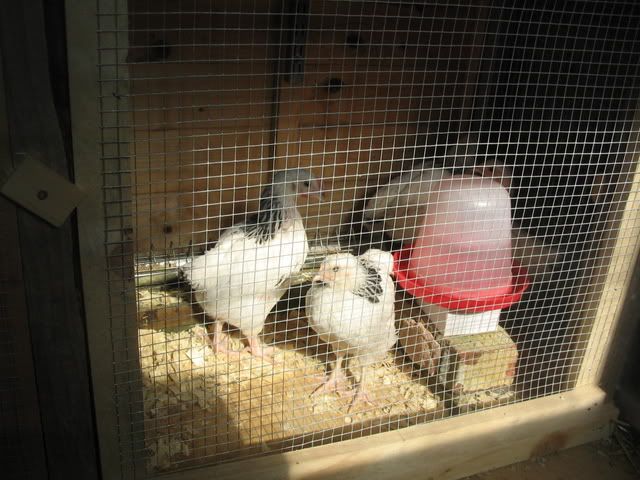 hens007.jpg