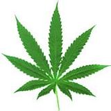 pot.jpg potleaf image by ClarisseChellen