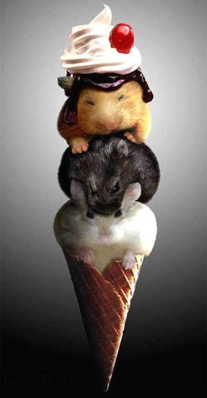 hamster-icecream-cone.jpg