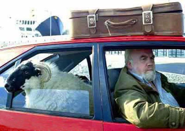 sheep_in_car.jpg