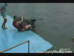 dolphinhump.gif