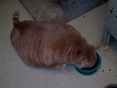 Omaha Omaha in 2002 - over 20 pounds