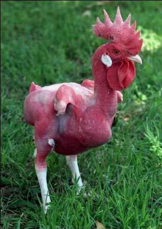 chicken.jpg