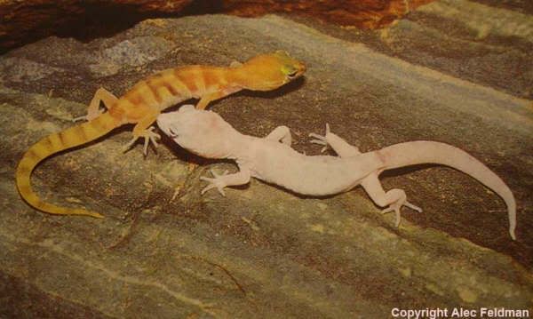leucistic.jpg