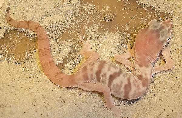 whitecoleonyx2.jpg