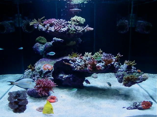 Best Reef Aquascaping