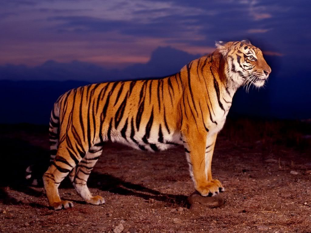 Bengal Tiger Pictures