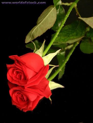 Rose-Reflecting Pictures, Images and Photos