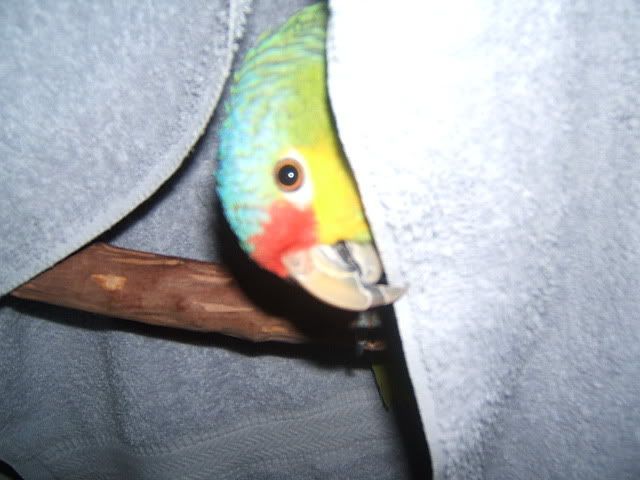 Parrot