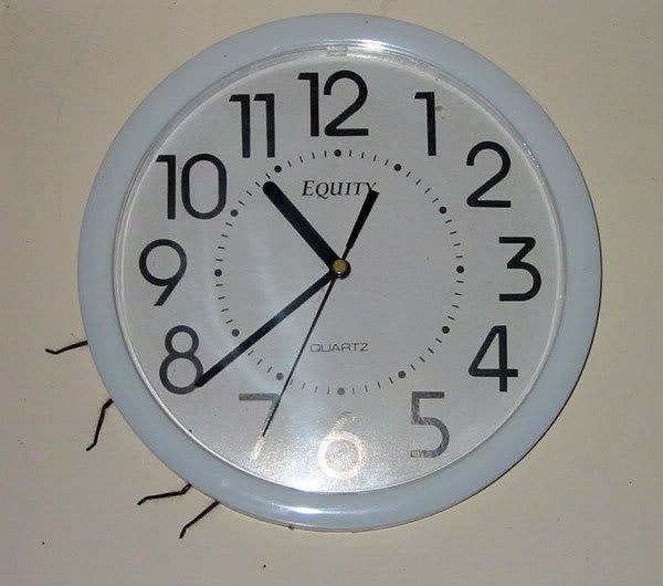 Clock Spider 1 Pictures, Images and Photos